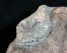 Grammoceras Ammonite - France #4335-4